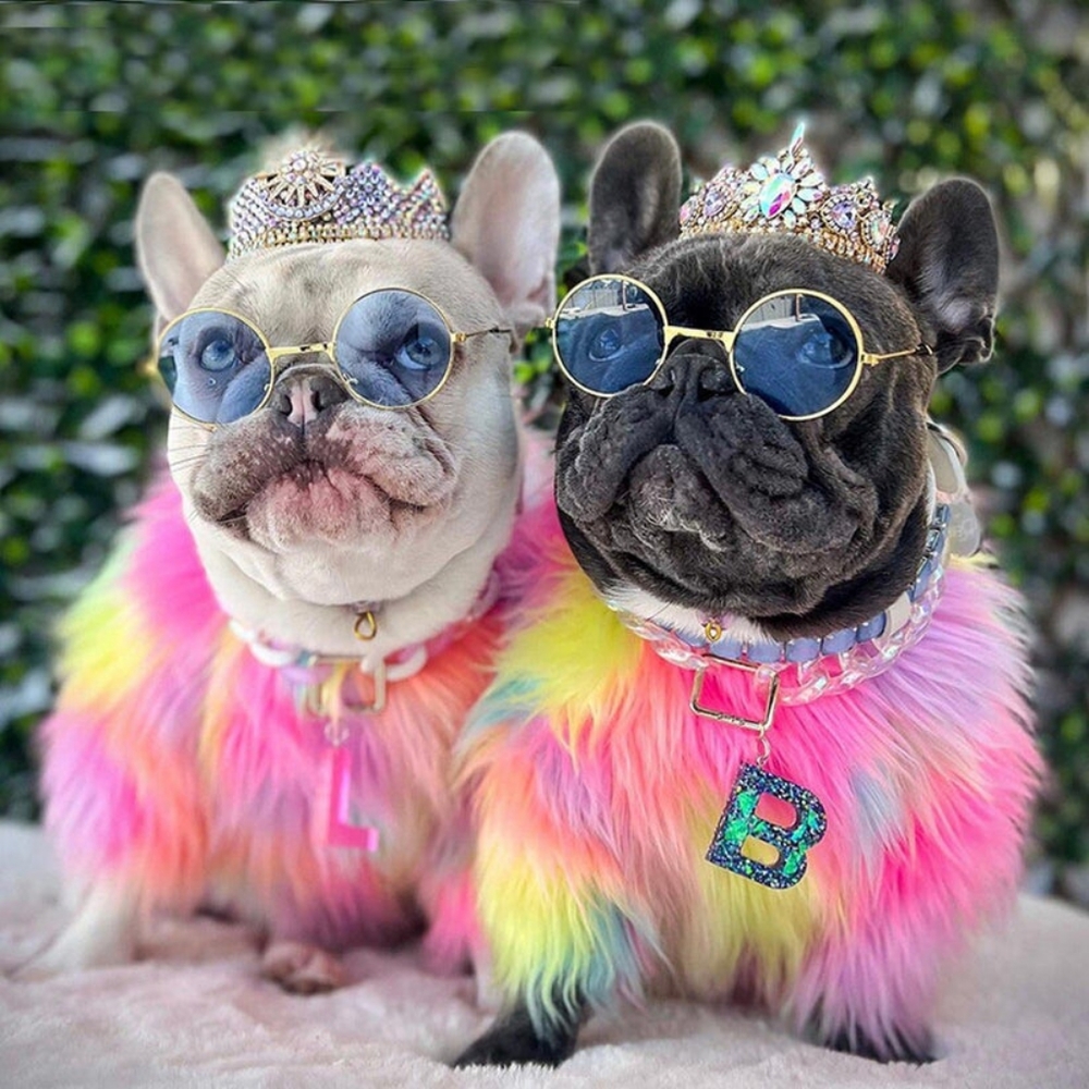 Rainbow sweater for dog - from Frenchie.shop (size Large)